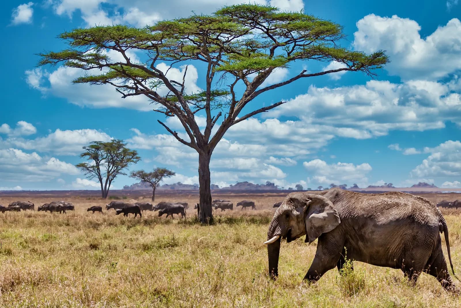ELEGANT SOUTH AFRICA with Turkish Airlines, 7 Nights, photo 1