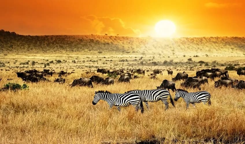 ELEGANT KENYA GREAT MIGRATION with Turkish Airlines, 7 Nights, photo 1